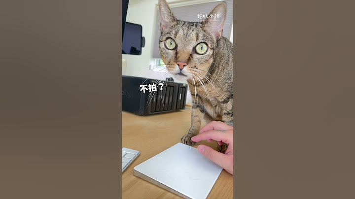 來看看優秀的小貓咪怎麼撒嬌！  #貓 #cat