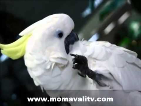 კაკადუს რჩევები