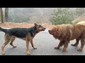 Rottweiller vs German shepherd fight 😱😱 #rott #gsd