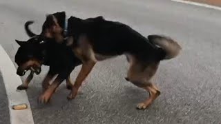 Rottweiller vs German shepherd fight 😱😱 #rott #gsd by The Pahadi Dogs 648,360 views 1 year ago 36 seconds