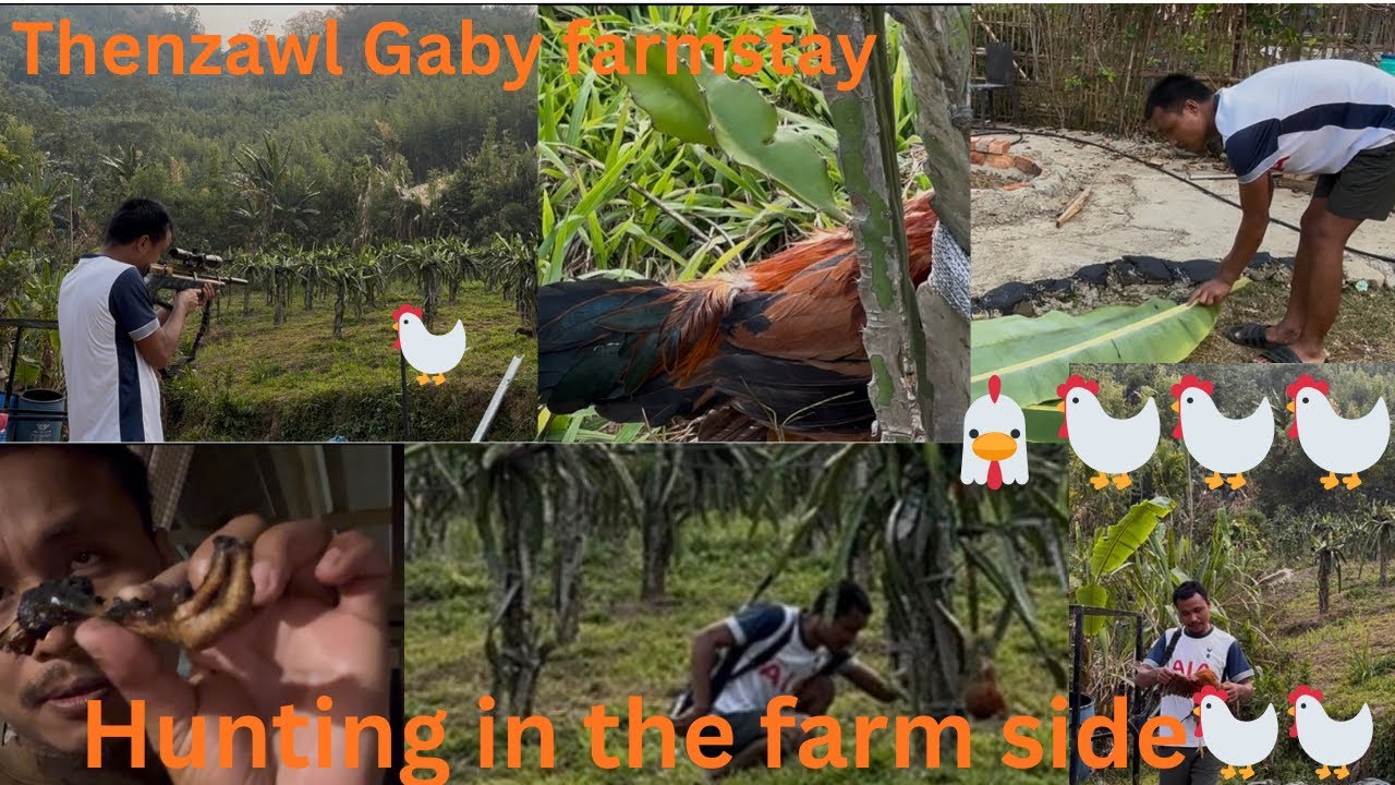 Farm ka ek local murga 🐓🐓katam