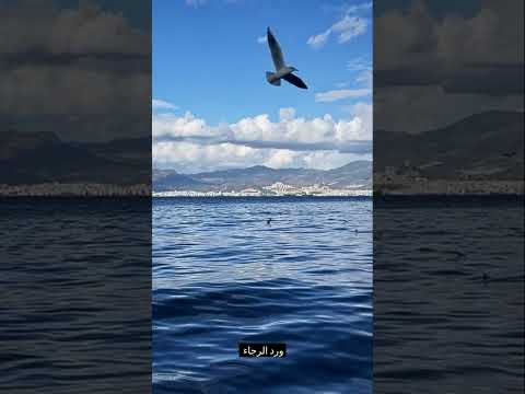 ورد الرجاء للإمام شمس الدين الصيادي 