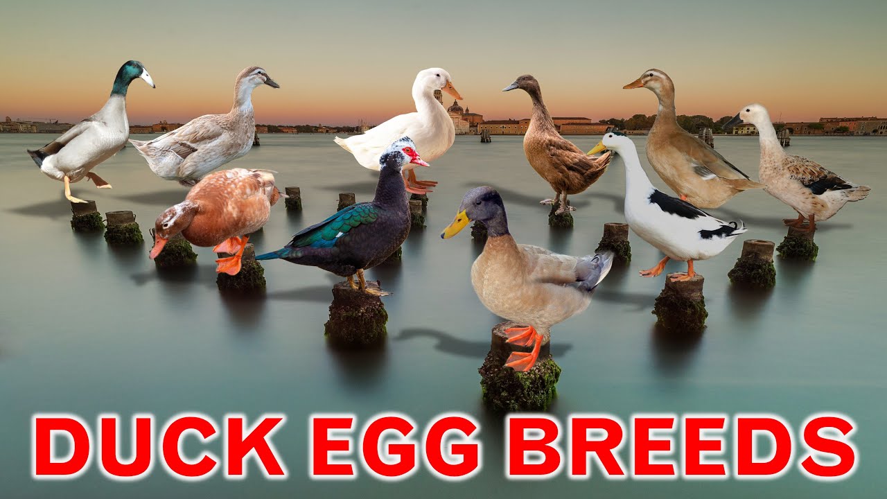 Top 10 Best Egg Laying Duck Breeds YouTube