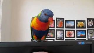 Lorikeet On Monitor