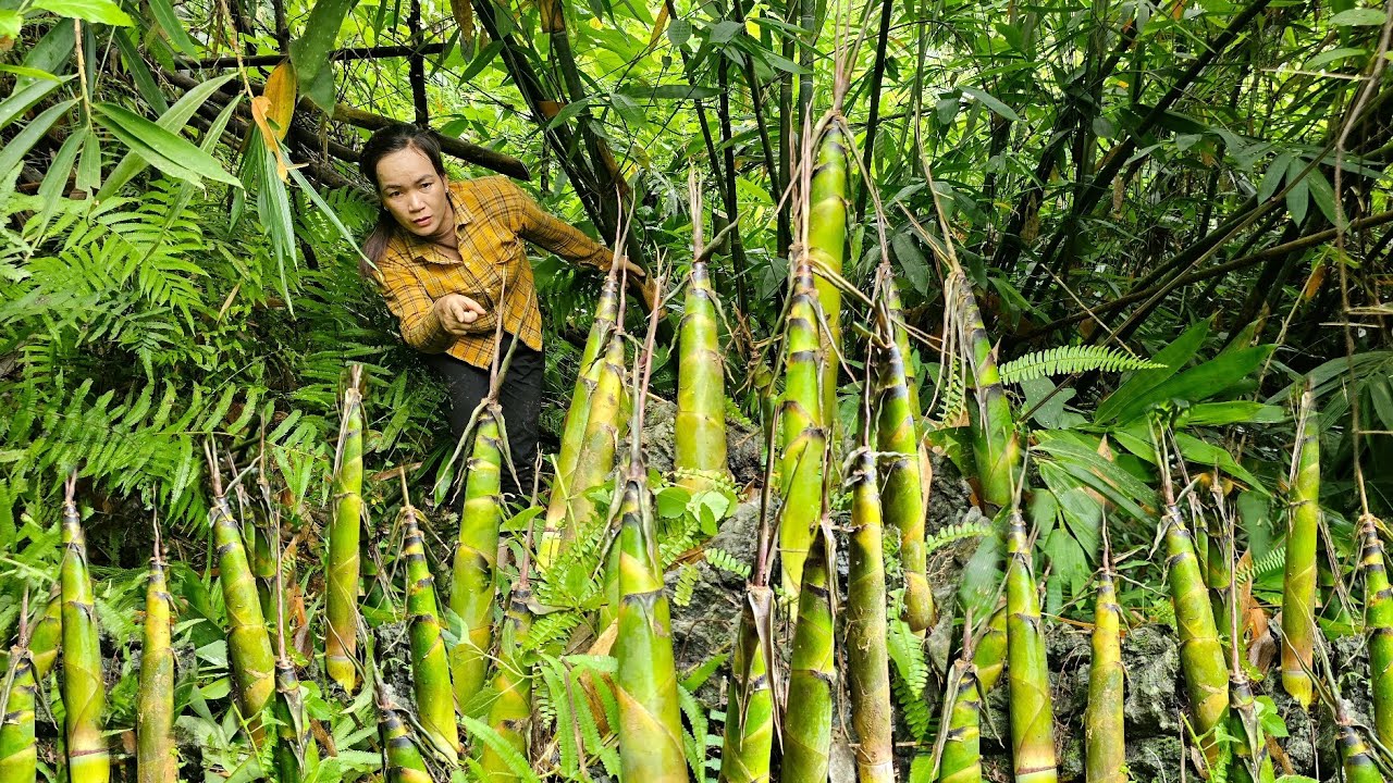 Lonely Woman Goes Into The Forest To Find Bamboo Shoots - To Have A ...