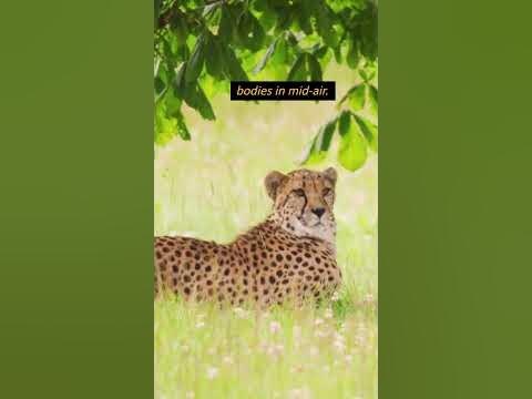 Why Can Cheetahs Run So Fast? #shorts #cheetahs #run #shortsfeed #