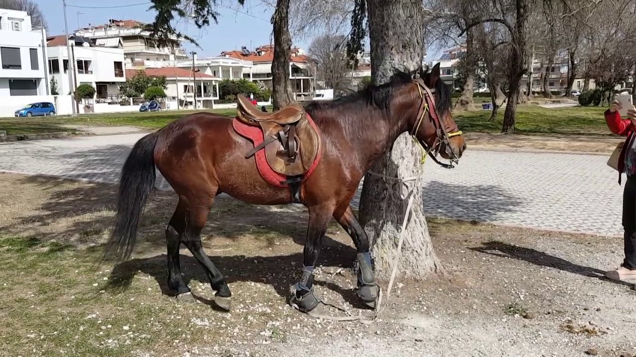 На какой машине конь