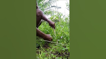 Harvesting cassava part 459 #shorts #farming #cassava #nature  #cassavaroots #cassavafarming