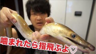 大暴れ！！ハモをさばいて骨の髄まで食い尽くす！！