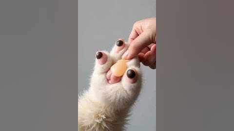 #3008  #mochipimplepopping #pimplepopper #visualasmr #mochicatspaw #nft  #satisfying #fyp