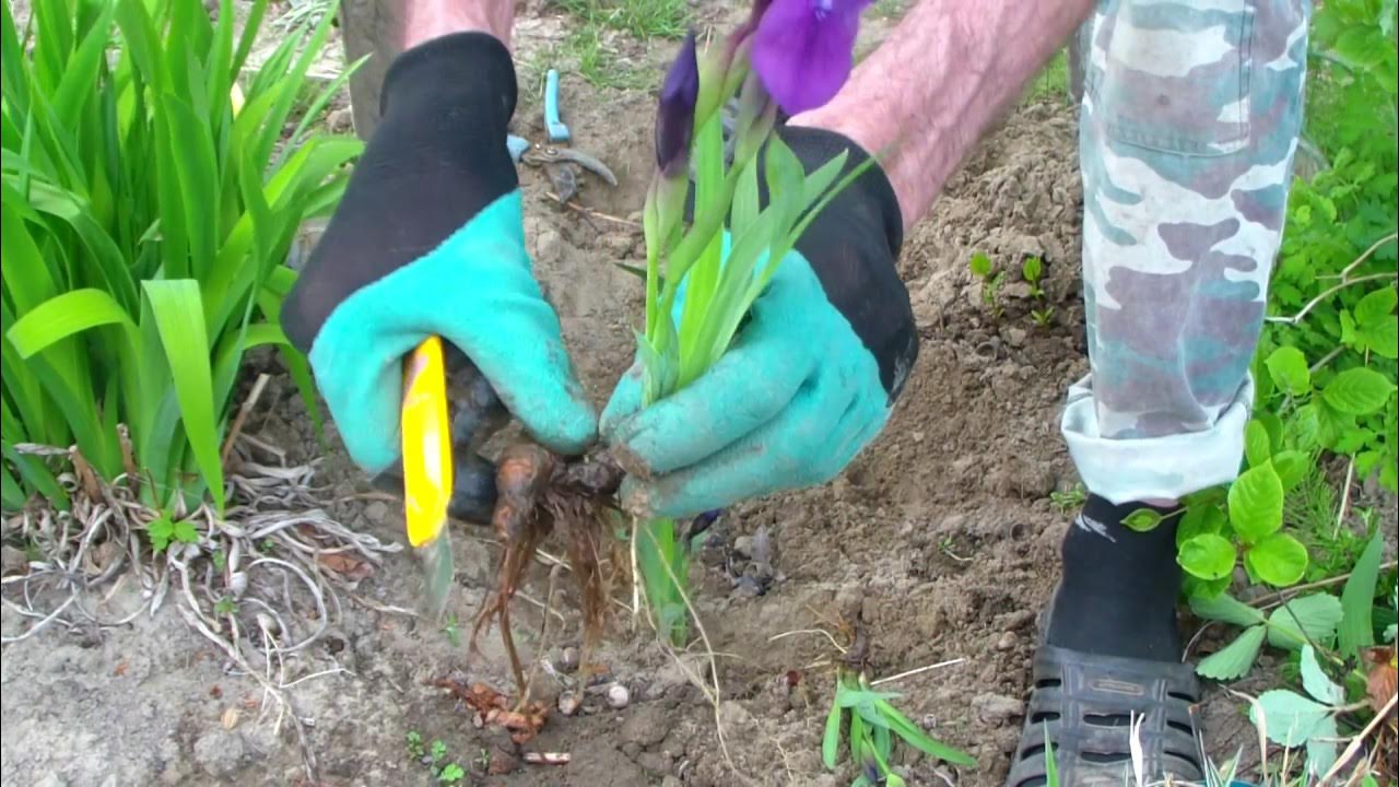 Как обрезать ирисы на зиму фото Размножение ИРИСА делением корневища. - YouTube