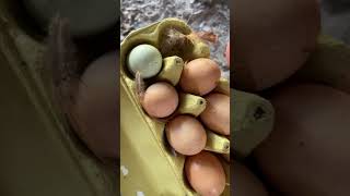 Balkanlarda Bir Gün Öçmenleri