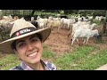 Fechando o Gado | #20diascomGabiGobo - Canal Jeito de Cowboy