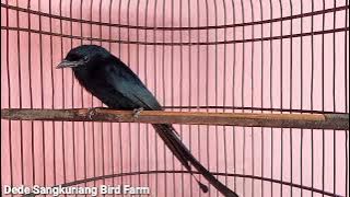 Burung Saeran Gunting Hitam Gacor