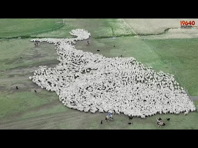 Piño de ovejas en la Estancia María Behety