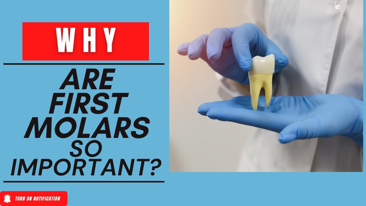Why are first molars so important? Tips From Dr. Gates YouTube