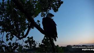 Decorah Eagles 6-10-19, 8:45 pm Dual flybys, perching, sunset