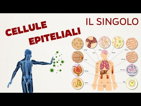 Video: Differenza Tra Cellule Epiteliali Ciliate E Cellule Epiteliali Squamose