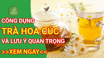 Trà hoa cúc, công dụng tuyệt vời của trà hoa cúc và những lưu ý khi sử dụng trà hoa cúc - Jindo