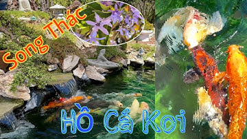 Sân Vườn và Hồ Cá Koi Đẹp || Hồ Cá Koi Tuyệt Đẹp Ngoài Trời ở Mỹ || BEAUTIFUL KOI FISH POND, USA