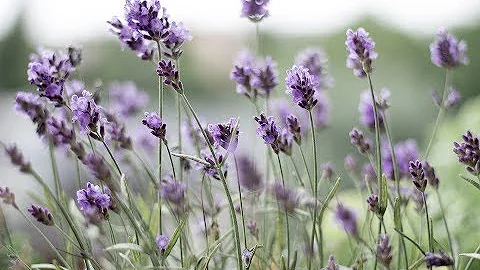 Quando si tagliano i fiori di lavanda?