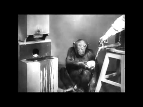 Знаменитые опыты с шимпанзе Рафаэлем в Колтушах