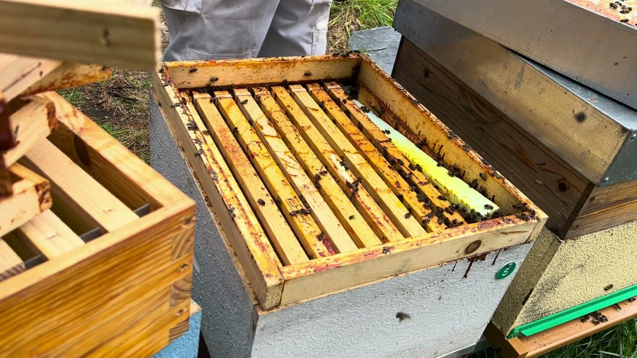 Hay que prevenir la enjambrazón (parte1)