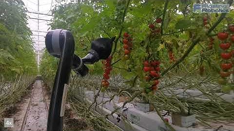 Continuous tomato de-leaf