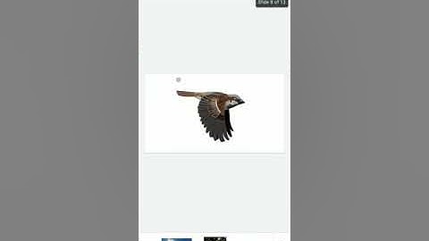 Prayer for Dumb Creature