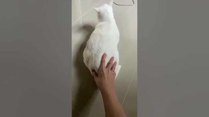 Video 11856541: funniest cats dogs funny, cute cats dogs funniest