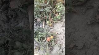 टमाटर की खेती #vlog #village #farming #villagelife