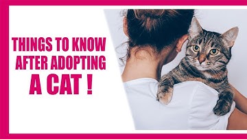 10 Things To Know After Adopting A Cat