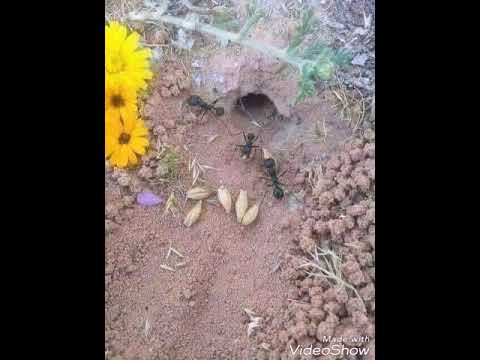 سبحان الله وبحمده يضع سره في اضعف خلقه