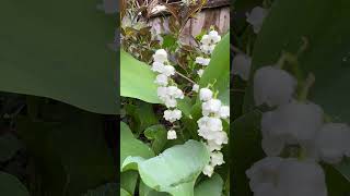 Magic in my garden β¨πΏ
Lily of the valleyβ¨π§ββοΈ #mygarden #lily #magic #flowers #shorts #youtubeshorts Magic in my garden β¨πΏ