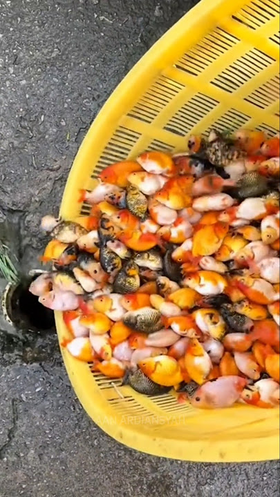 GUYS, LET'S RELEASE GOLDFISH INTO THE SEWER 🥳😱😱😱 #fishfinding #seefish #lotsoffish #fish #fish