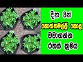 දින 8න් කොත්තමල්ලි කොල ගෙදරදීම වවාගන්නා රහස / How to grow Coriander leaves at Home.