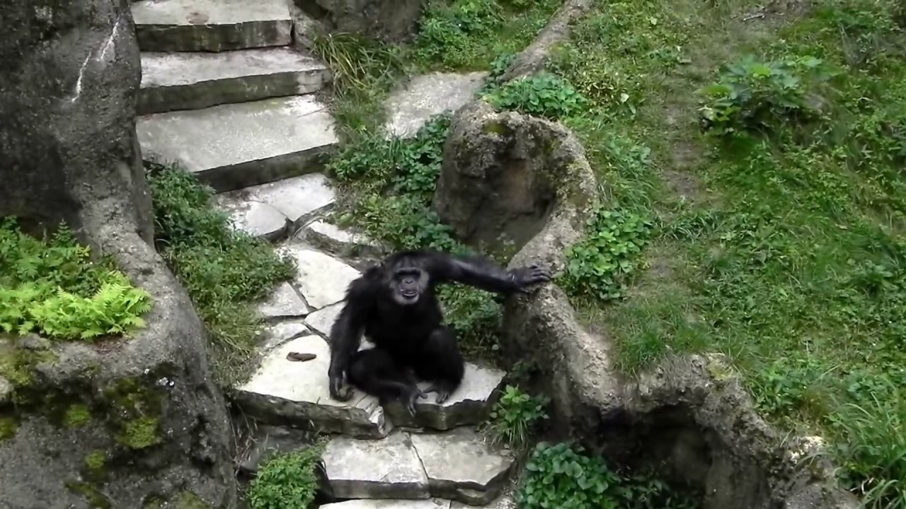 Crazy Chimp alpha ape Flinging Feces John Ball Zoo Grand Rapids