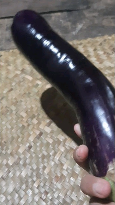 terong jombu#shorts#