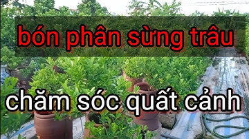 Bón phân sừng trâu chăm sóc quất cảnh thời kỳ mùa mưa, chăm sóc quất