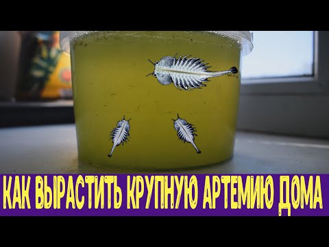 Как вырастить взрослую артемию салина у себя дома