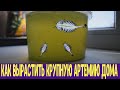 Как вырастить взрослую артемию салина у себя дома