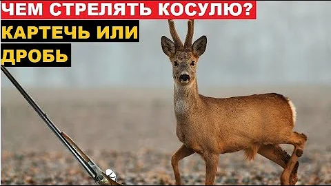 ✔️ЧЕМ СТРЕЛЯТЬ КОСУЛЮ? МОЙ ВАРИАНТ ПАТРОНОВ!