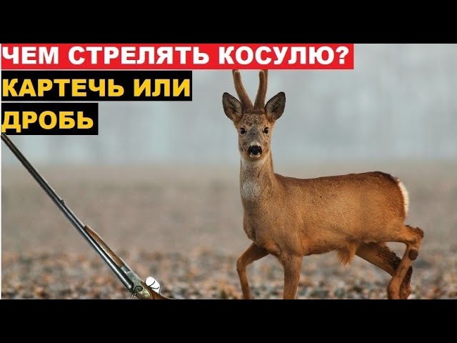 дробь 4 нуля кто охотится дробь 4 нуля кто охотится
