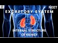 Internal structure of kidney | NEET | CONCEPT |ZOOLOGY |NEET2026 |NCERT |SHORT BRIEF