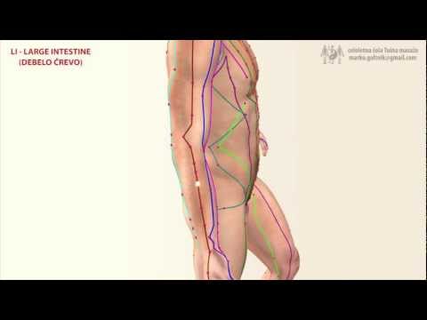 LI - LARGE INTESTINE MERIDIAN (Meridijan Debelega črevesa)