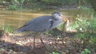 UN HÉRON ENGLOUTIT UN GROS POISSON DEVANT MON PIÈGE PHOTO