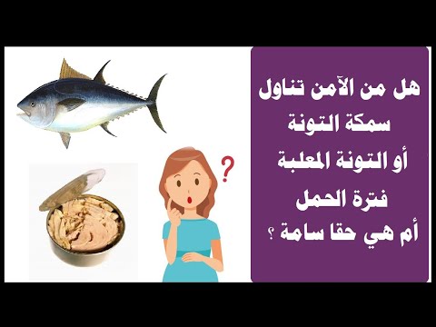 هل من الآمن تناول سمكة التونة أو التونة المعلبة فترة الحمل أم هي حقا سامة ؟
