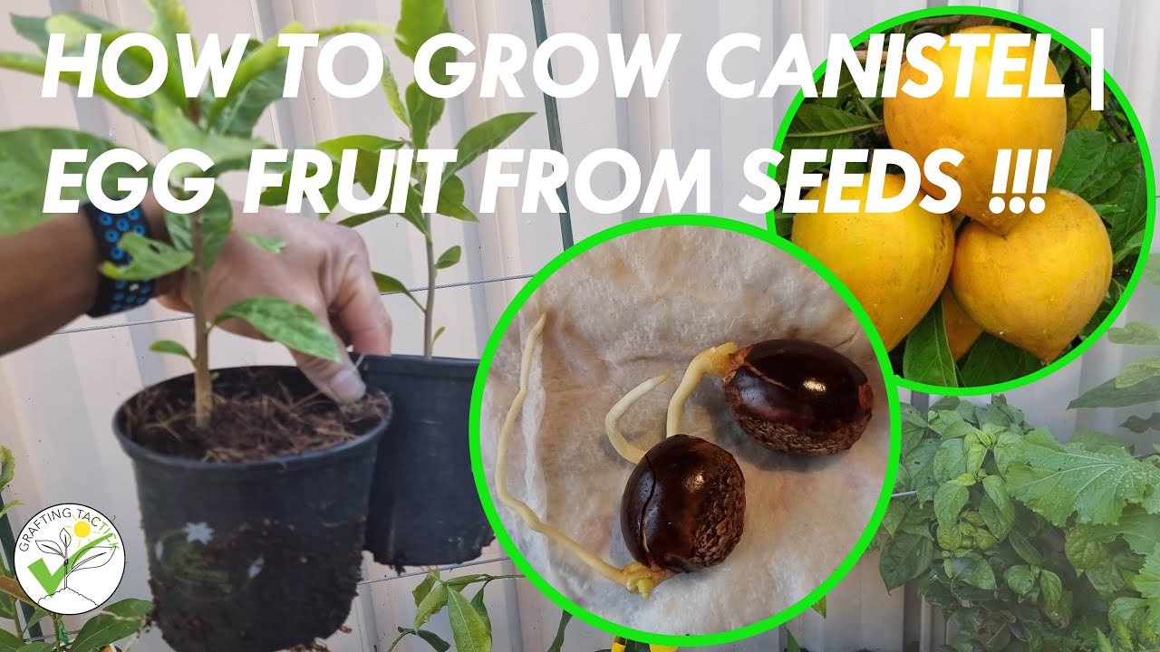 How to grow Canistel | Yellow Sapote | Egg Fruit from seeds