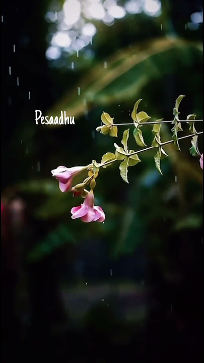 Kanden kanden kanden kadhalai - Pirivom sandipom- swetha mohan - karthick - vidyasagar