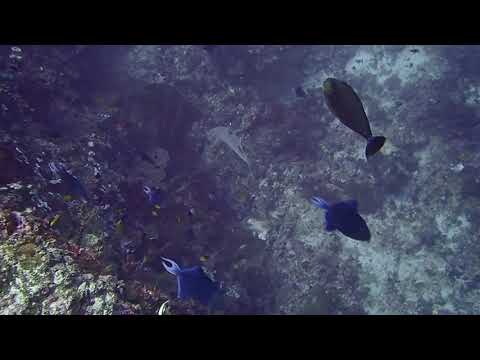 #divingwithihwan